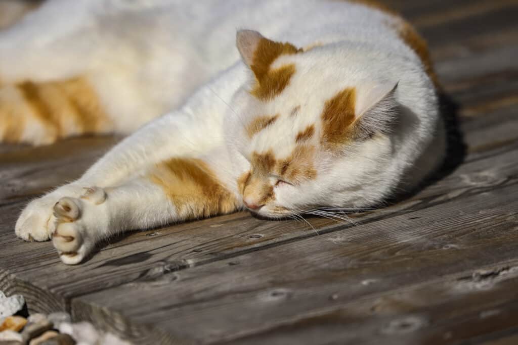 WESTSIDERS_JV_2025_10_08_EHC_Live Reportage-10